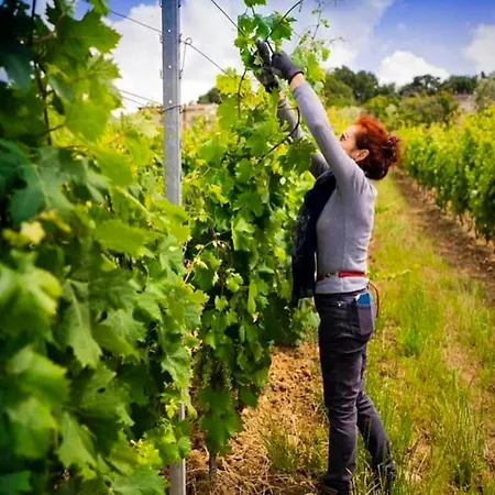 Apartament Vineyard - In A Tuscan Farm With Wi-fi Montecarlo