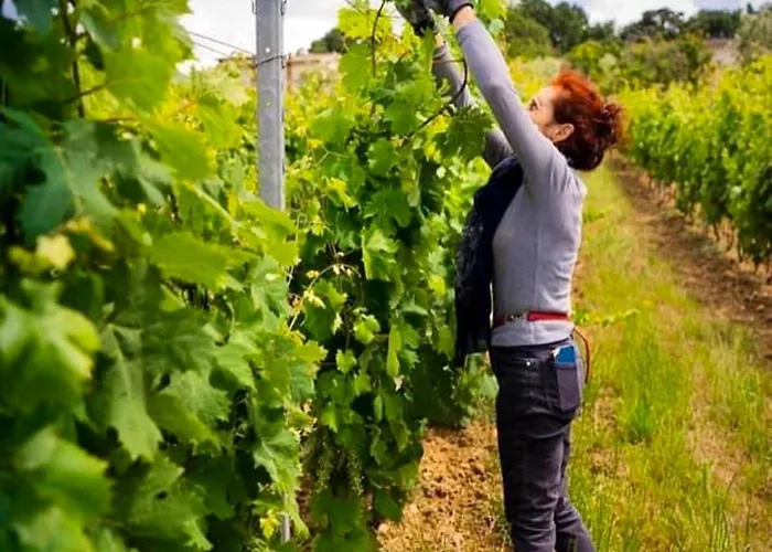 アパート Vineyard - In A Tuscan Farm With Wi-fi モンテカルロ